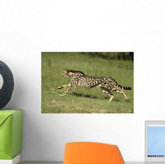 Gepard Bewegung Wall Decal