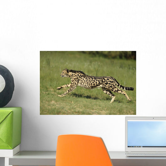 Gepard Bewegung Wall Decal