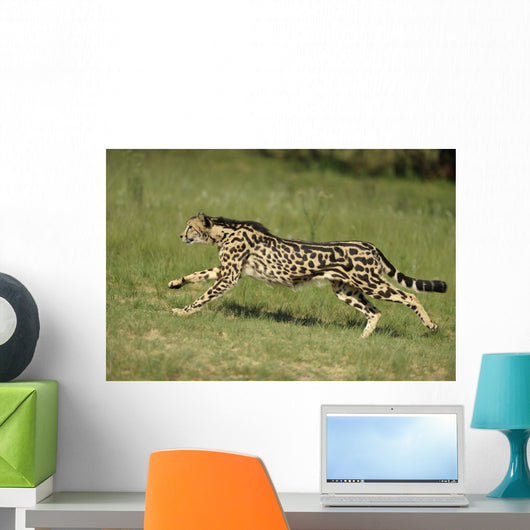 Gepard Bewegung Wall Decal