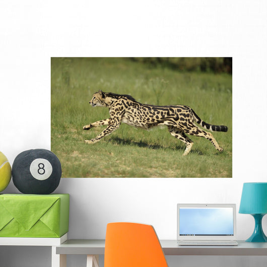 Gepard Bewegung Wall Decal