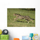 Gepard Bewegung Wall Decal