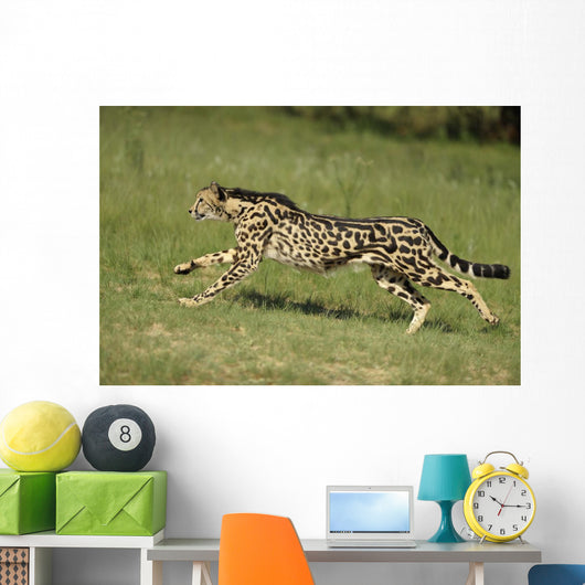 Gepard Bewegung Wall Decal