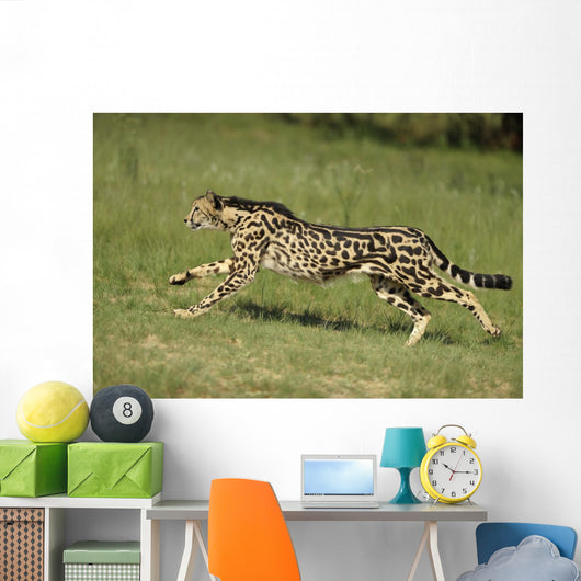Gepard Bewegung Wall Decal