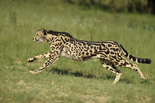 Gepard Bewegung Wall Decal