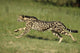 Gepard Bewegung Wall Decal