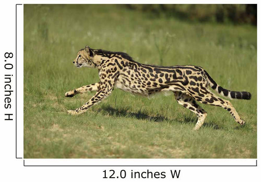Gepard Bewegung Wall Decal
