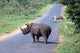 Rhino and Zebra Wall Decal