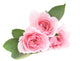 Three Pink Roses Wall Decal