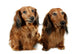 Pair Dog Long-haired Dachshund Wall Decal