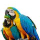 Blue and Gold Macaw Wall Decal
