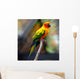 Sun Conure Wall Decal