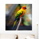 Sun Conure Wall Decal