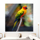 Sun Conure Wall Decal