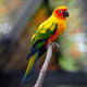Sun Conure Wall Decal