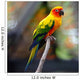 Sun Conure Wall Decal
