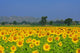 Sunflower Field Wall Decal