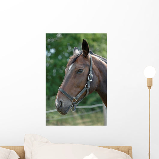 Thoroughbred Horse with Halter Wall Decal