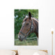 Thoroughbred Horse with Halter Wall Decal
