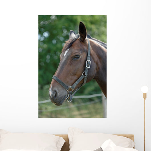 Thoroughbred Horse with Halter Wall Decal
