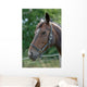 Thoroughbred Horse with Halter Wall Decal