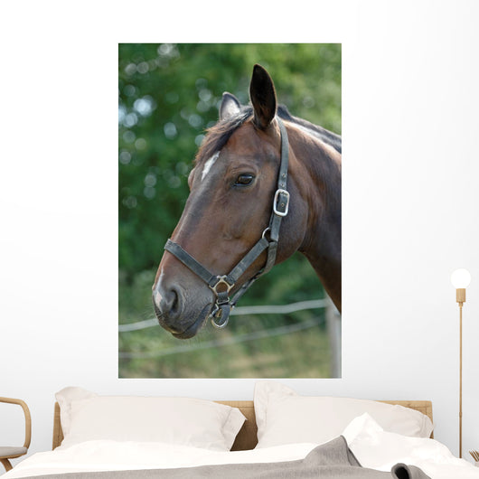Thoroughbred Horse with Halter Wall Decal