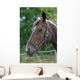 Thoroughbred Horse with Halter Wall Decal