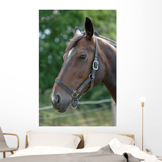 Thoroughbred Horse with Halter Wall Decal