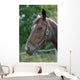 Thoroughbred Horse with Halter Wall Decal