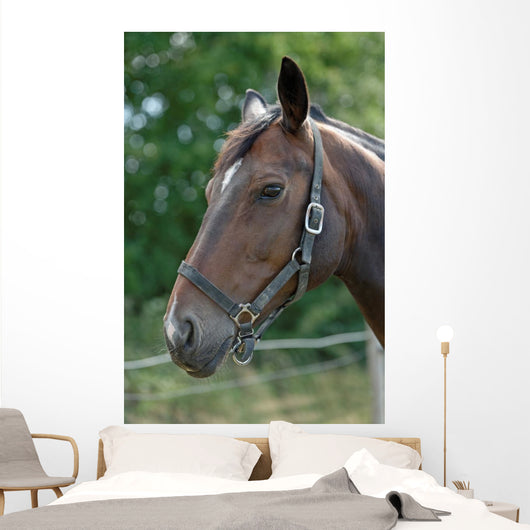 Thoroughbred Horse with Halter Wall Decal