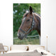Thoroughbred Horse with Halter Wall Decal