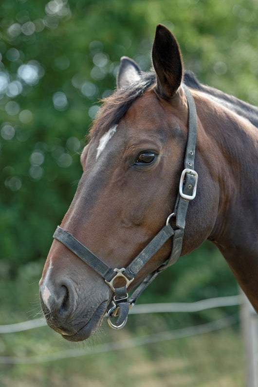 Thoroughbred Horse with Halter Wall Decal