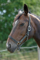 Thoroughbred Horse with Halter Wall Decal