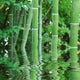 Bamboo Poles in Water Wall Decal