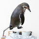 Sad Penguin Wall Decal
