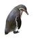 Sad Penguin Wall Decal