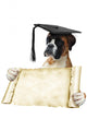 Boxer 306 Wall Decal
