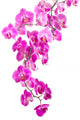 Pink Flowers Orchid Wall Decal
