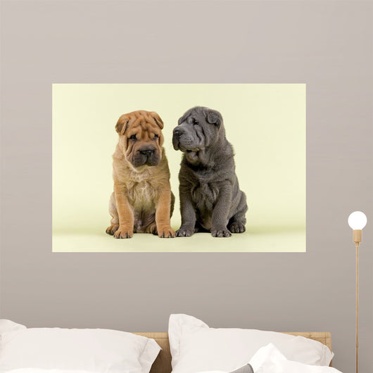 Shar Pei Dogs Wall Decal