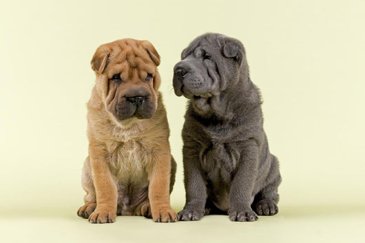 Shar Pei Dogs Wall Decal