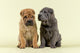 Shar Pei Dogs Wall Decal