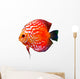 Colorful Tropical Discus Fish Wall Decal