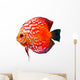 Colorful Tropical Discus Fish Wall Decal