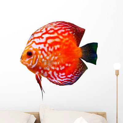 Colorful Tropical Discus Fish Wall Decal shown on a wall