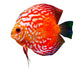Colorful Tropical Discus Fish Wall Decal