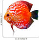 Colorful Tropical Discus Fish Wall Decal
