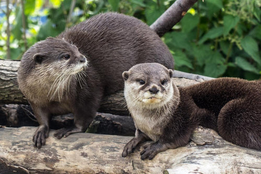 Two Otters up Wall Decal