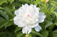 White Peony Wall Decal