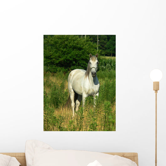 Beautiful White Horse Pasture Wall Decal