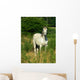 Beautiful White Horse Pasture Wall Decal