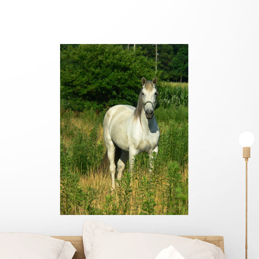 Beautiful White Horse Pasture Wall Decal